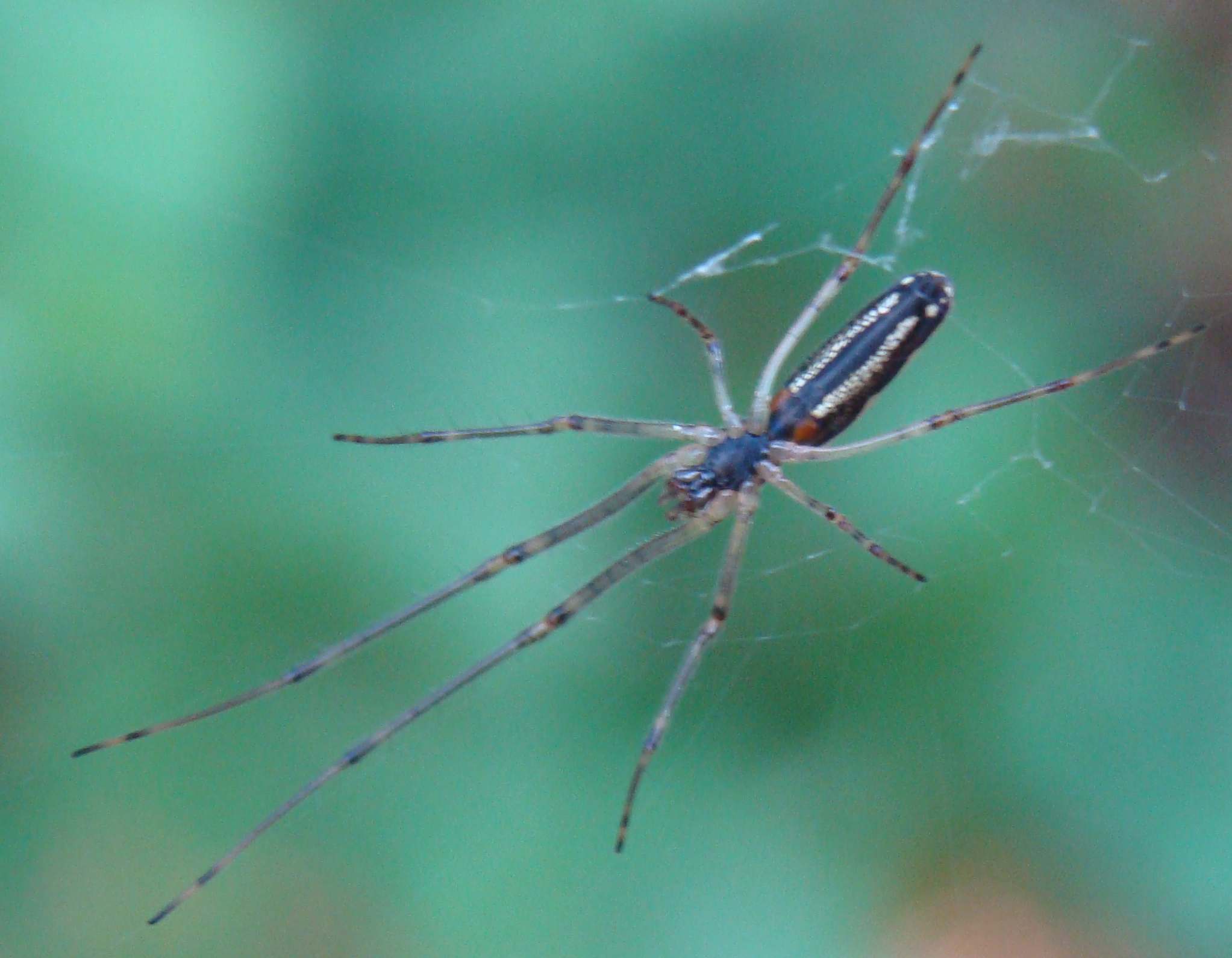 Tetragnatha sp.